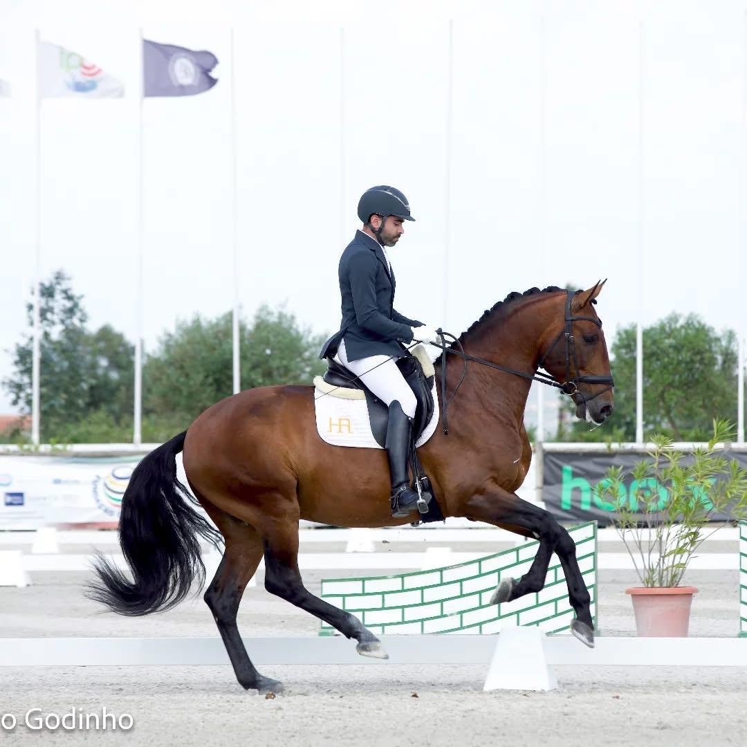 Aarão Coelho in a dressage test on a bay horse, with the HA brand on the saddle pad