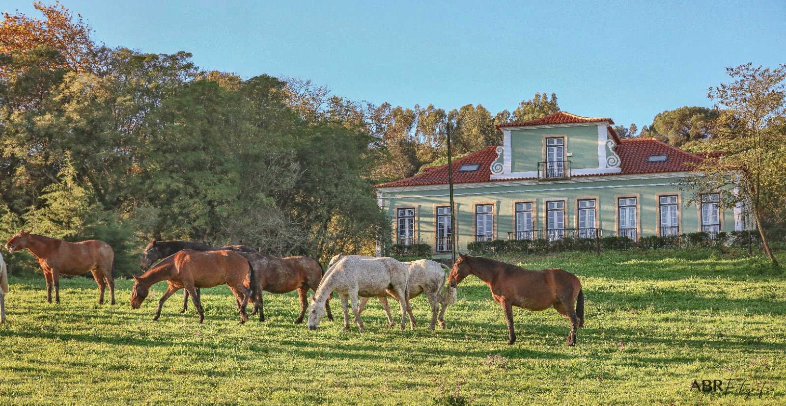 Mares grazing in front of the house at Quinta do Pilar