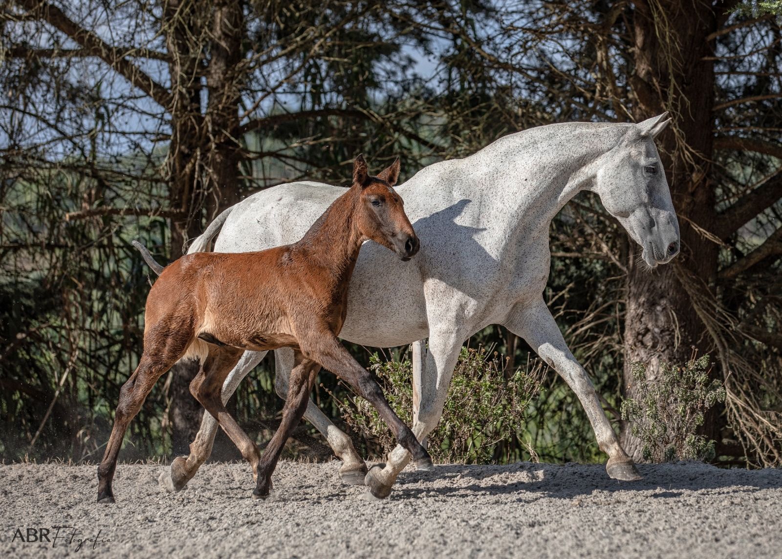 Grey mare trotting with her bay foal at her side