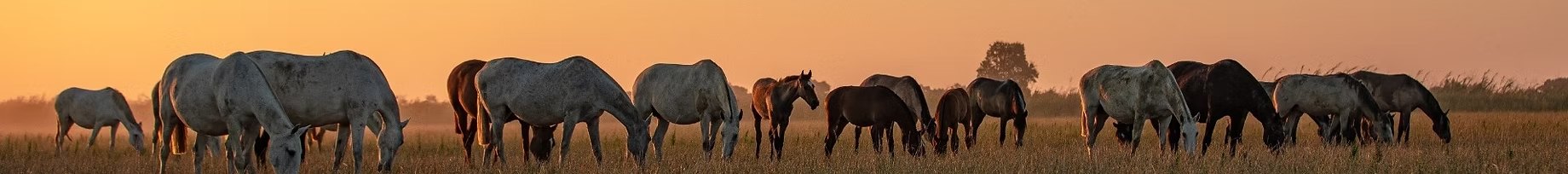 The broodmare herd grazing on the Tagus floodplain at sunset