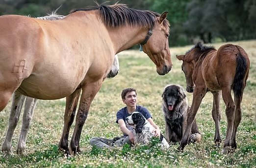 Garçon assis dans l'herbe avec les chiens, entre une jument et son poulain