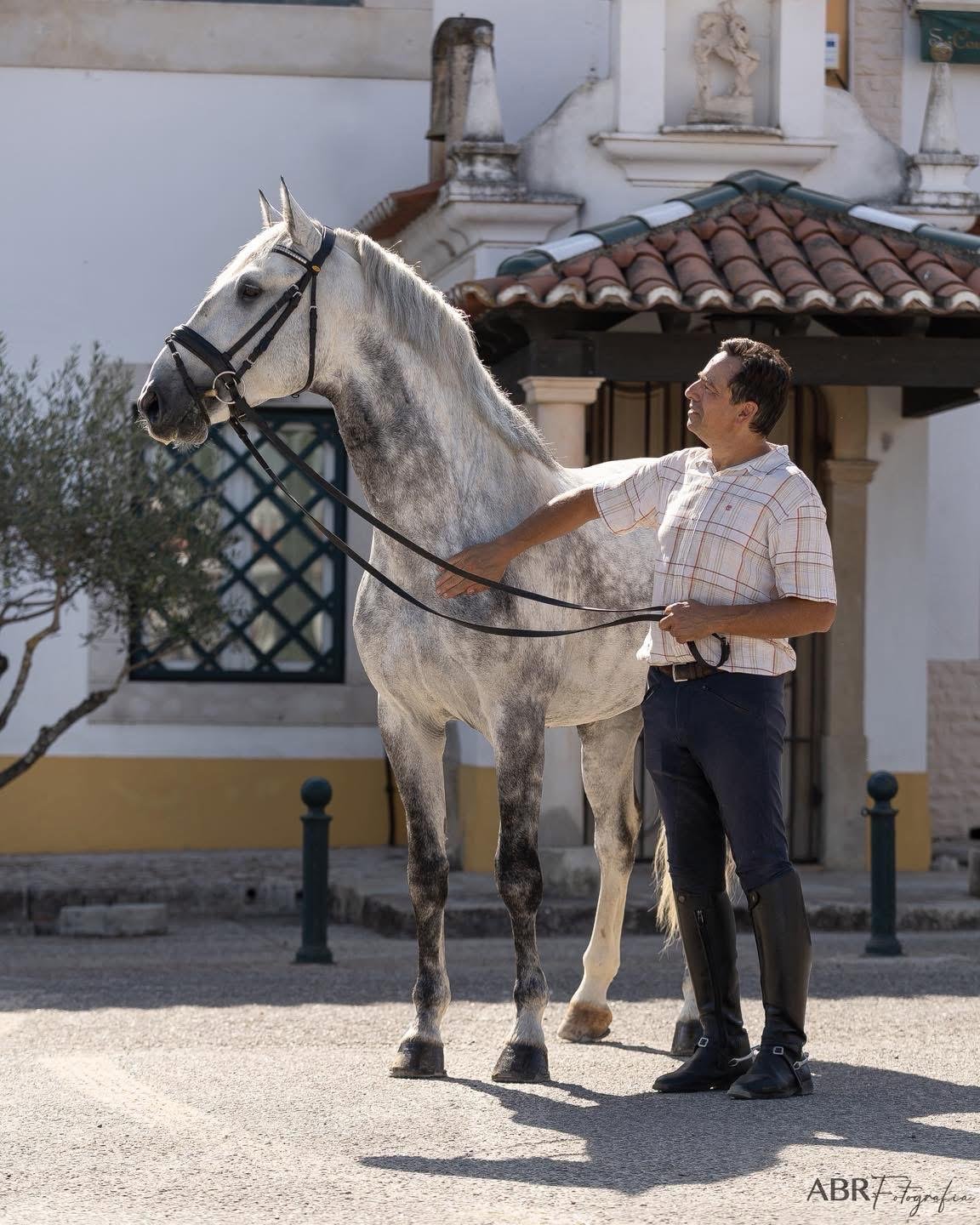 Pardal do Pilar, grey stallion, in hand in front of a traditional building