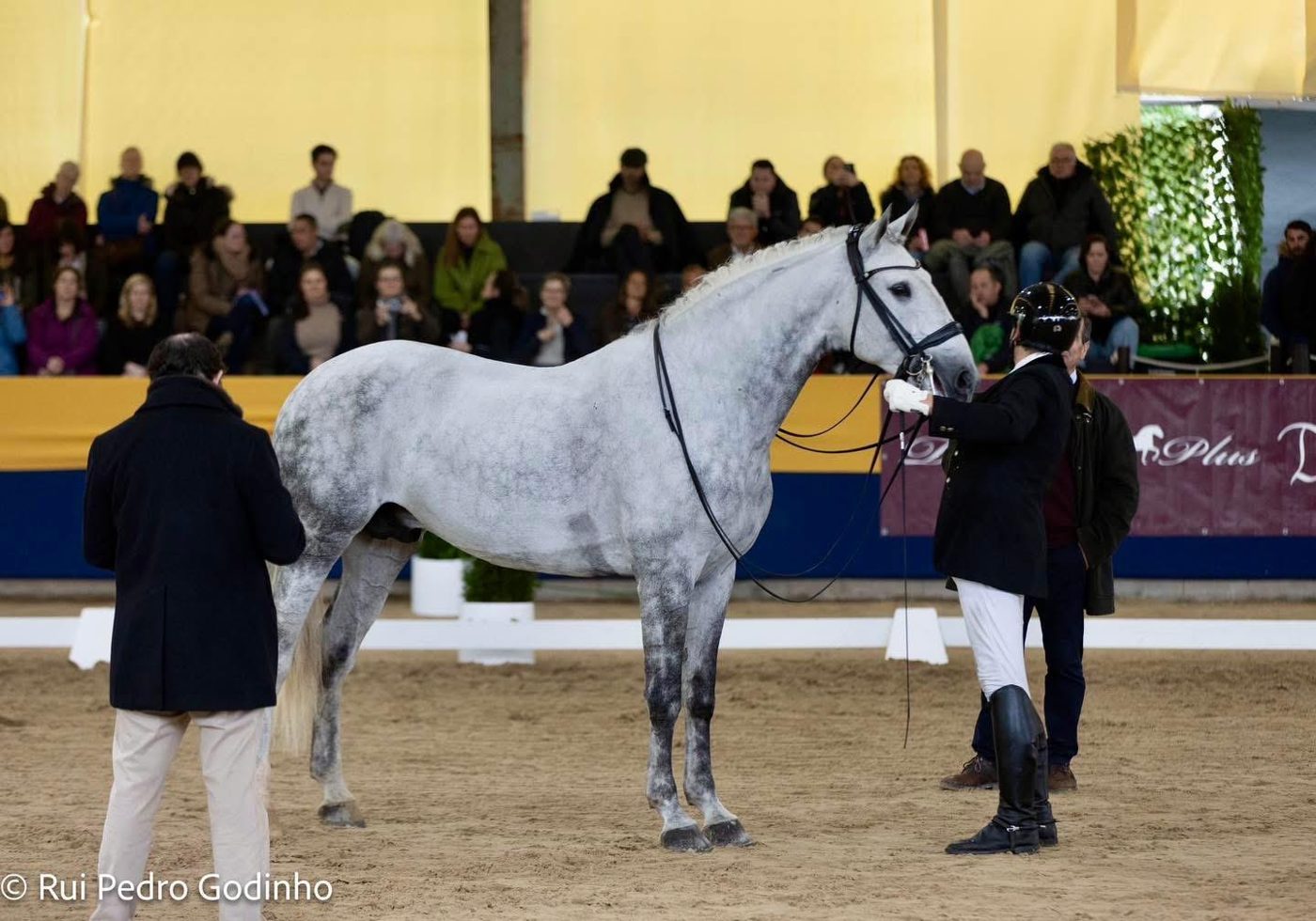 Pardal do Pilar 在葡萄牙马术协会第三届卢西塔诺马展上展示