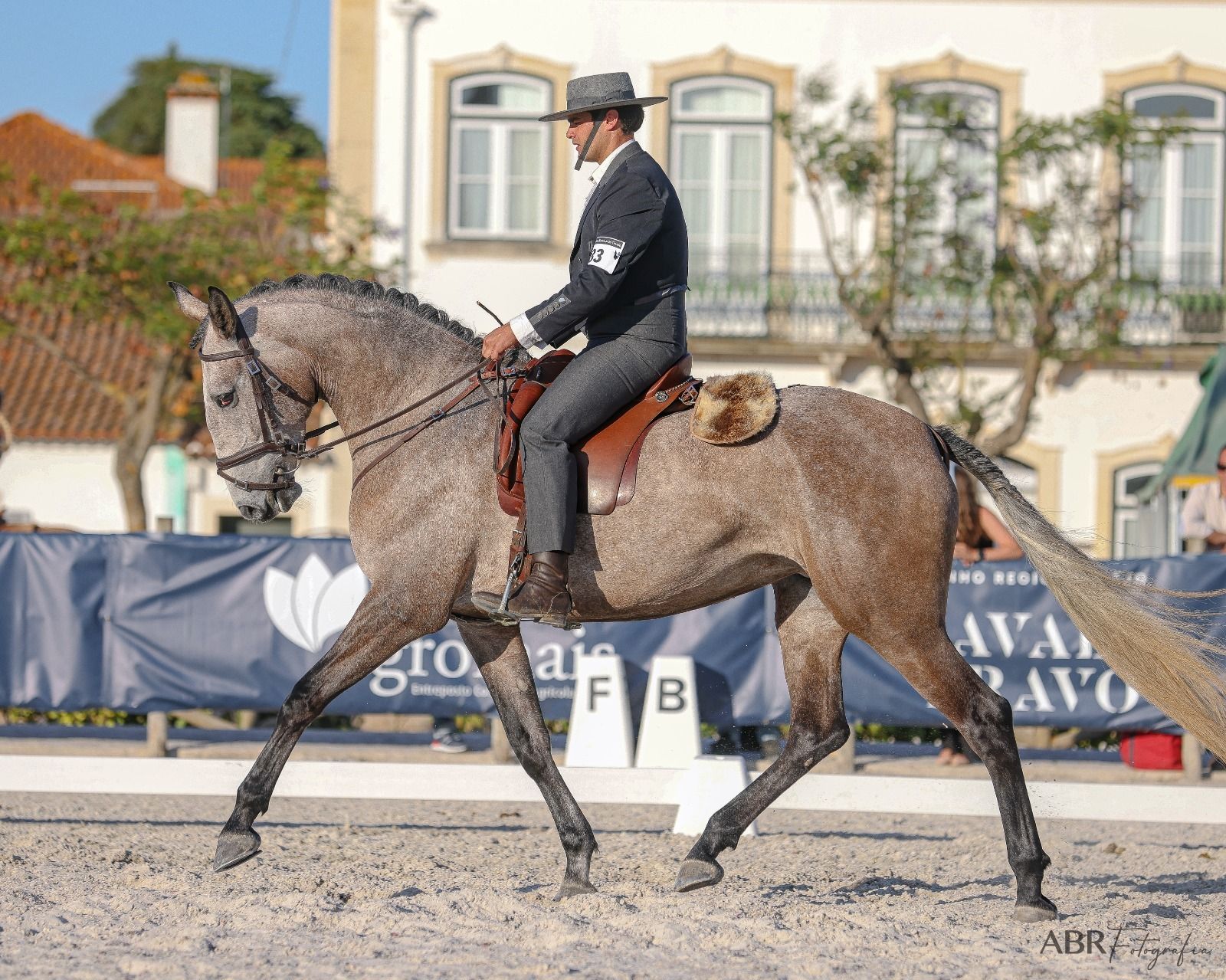 Poseidon do Pilar, gris, monté en harnachement portugais lors d'un concours