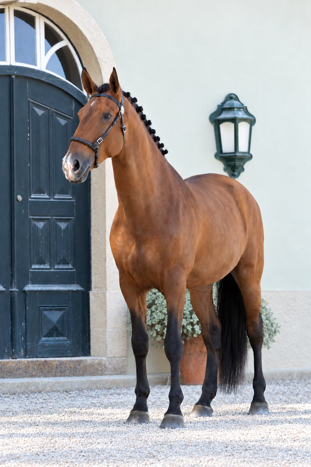 Quetzal do Pilar, bay stallion, in front of the old door at Quinta do Pilar