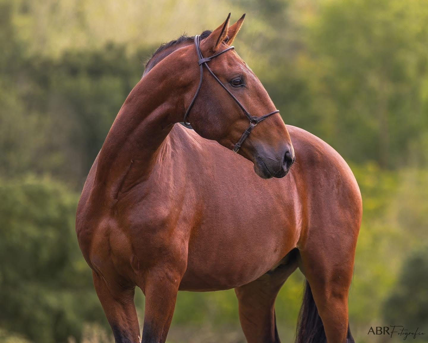 Relincho do Pilar, bay stallion, portrait in the field