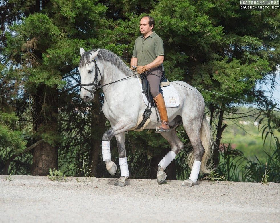Francisco Abecasis riding a grey horse in the outdoor arena